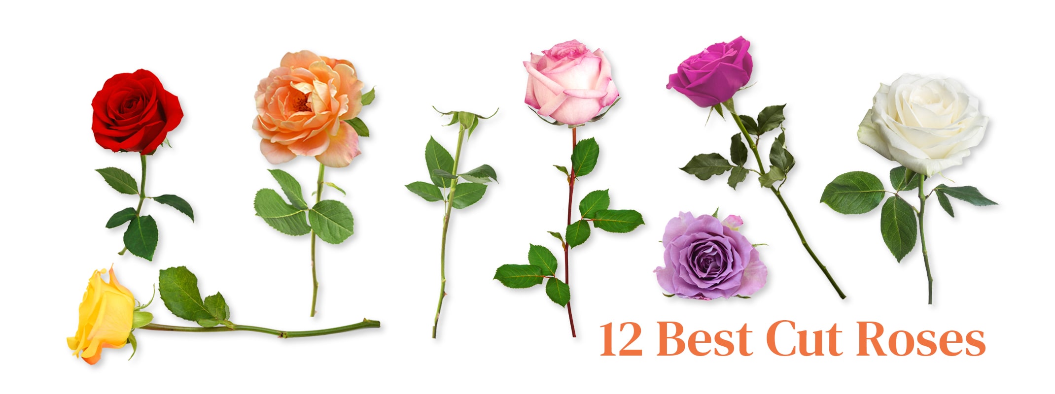 7 fresh cut roses assorted colors with the words 12 best cut roses