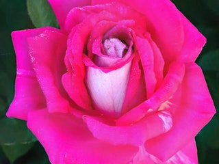 picture perfect hybrid tea roses