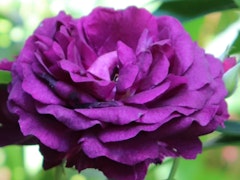 twilight zone rose