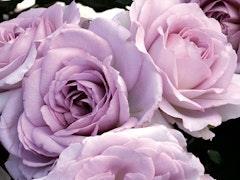 silver lining floribunda roses