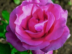 perfume factory rose