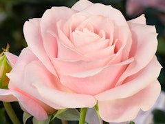 new zealand rose new zealand rose