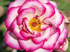 miss congeniality grandiflora rose