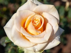 marilyn monroe hybrid tea roses