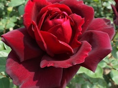 lasting love hybrid tea rose