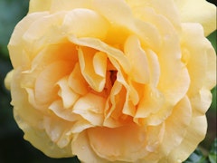 julia child rose