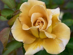 honey dijon hybrid tea roses honey dijon hybrid tea roses