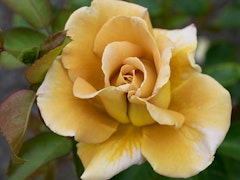 honey dijon hybrid tea roses