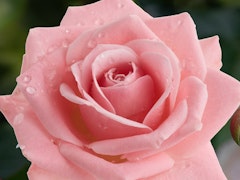 heavenly scented hybrid tea bush rose