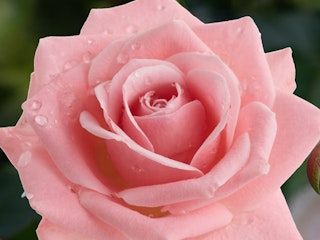 heavenly scented hybrid tea bush rose heavenly scented hybrid tea bush rose