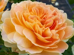 forever amber rose spring