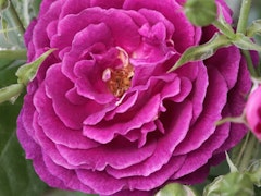 ebb tide rose