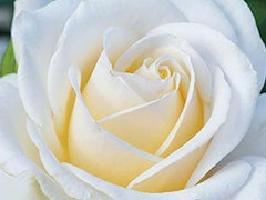 easy spirit rose easy spirit rose