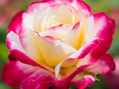 double delight rose