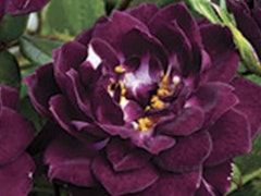 diamond eyes miniature roses diamond eyes miniature roses