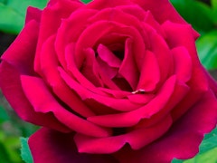 chrysler imperial rose