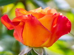 chris evert rose