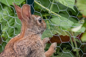 A rabbit looking through a fence at vegetables.