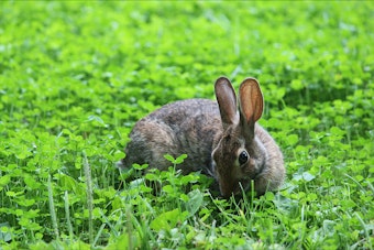 A rabbit eating clover.