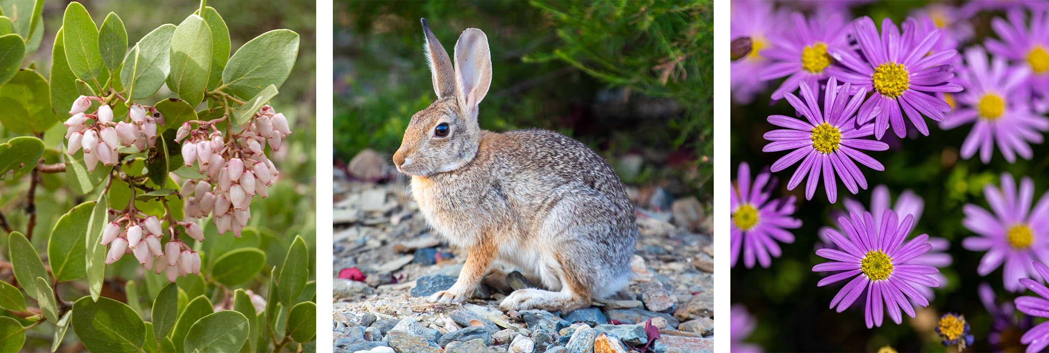 A manzanita plant, a rabbit near some rocks, and purple asters.