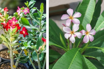 Red Adeniums and Pink Plumeria