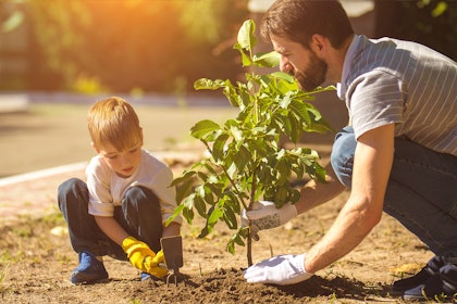 A man and a boy planting a tree.