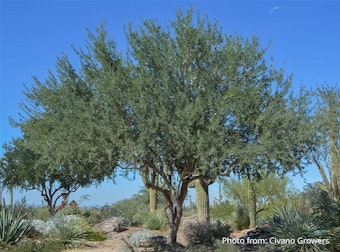 An Olneya Tesota - Ironwood Tree in the desert.