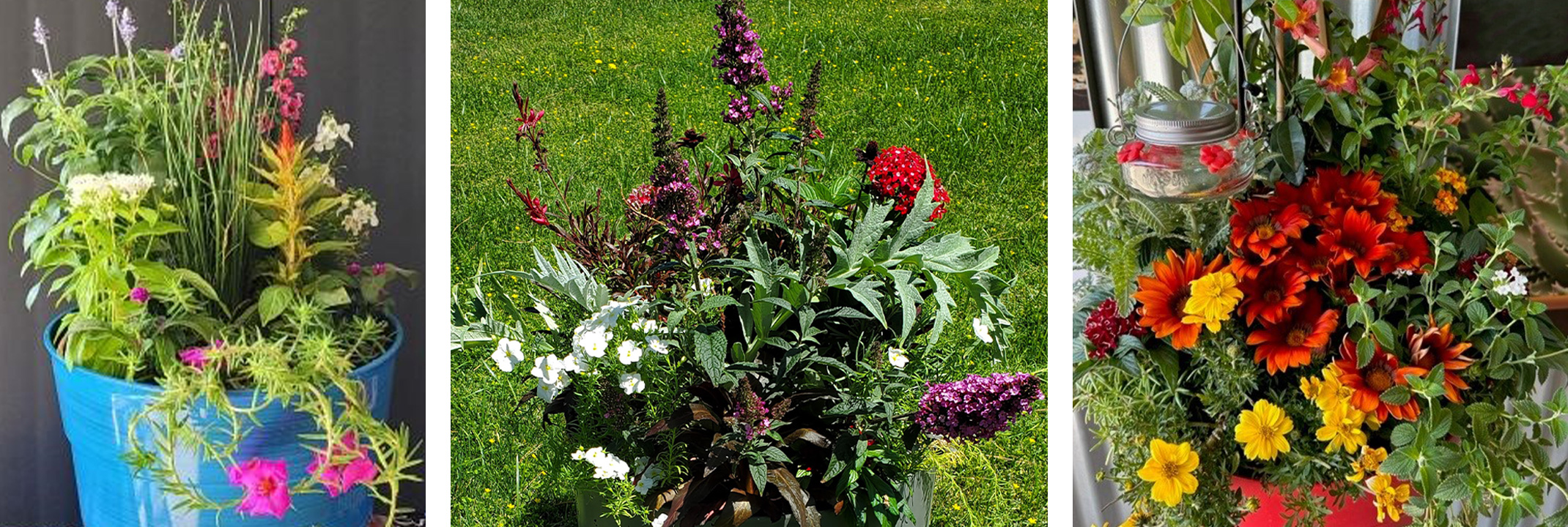 3 different summer containers - each designed by a different SummerWinds Nursery store.