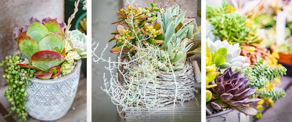 succulents in containers assorted varieties succulents in containers assorted varieties