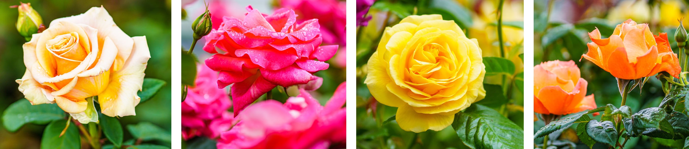 assorted rose bush varieties