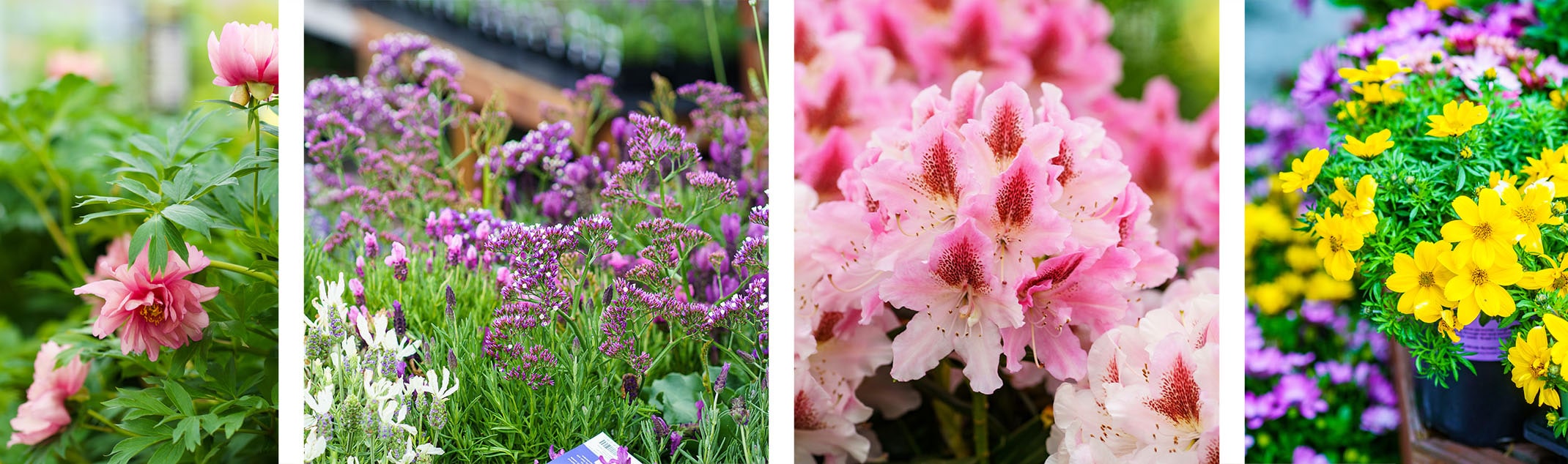 peonies, lavender, azaleas, rhododendrons, osteospermums perennials