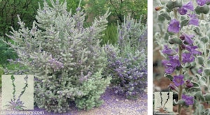 2 pictures of Sierra  bouquet fragrant rain sage (leucophyllum pruinosum sierra bouquet).