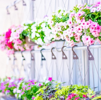 A variety of colorful vinca hanging flower baskets.