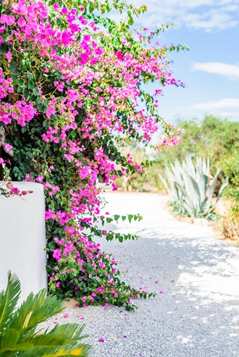Bougainvillea near an adobe wall and a desert pathway.