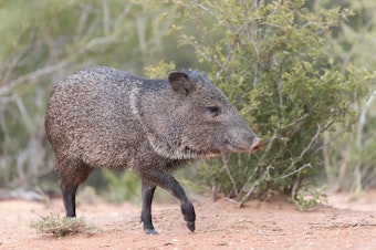 A small Javelina in the desert.