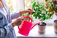A woman watering a houseplant with a pink watering can.