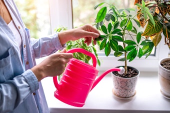 A woman watering a houseplant with a pink watering can.