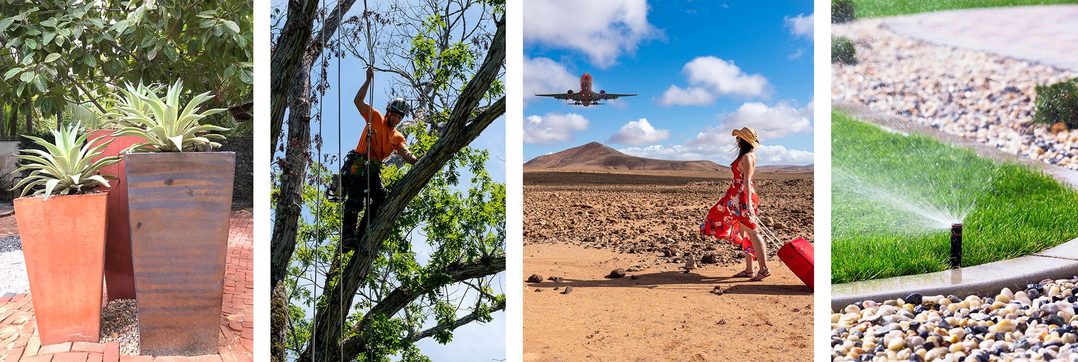 Agave's in containers, a person working on a tree, a woman in a summer dress and hat with a red suitcase in the desert looking up at a plane, and a lawn being watered with a sprinkler.