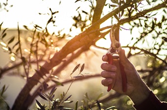 A person pruning an olive tree.