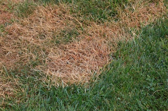 Lawn with Damage from Pests.