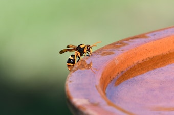 Wasp on birdbath.