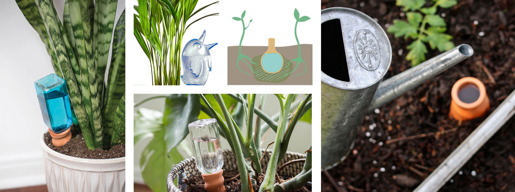 A blue glass and a clear glass Syndiate Plant Pals in different houseplants, a Scheurich Bordy watering aid, Ollas pots and a ollas pot illustration.
