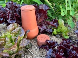 Dripping Spring Ollas shown in garden near vegetables and straw mulch.