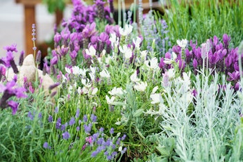 assorted varieties of lavender in garden center