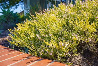 Coleonema sunset gold shrub with pink flowers in landscape