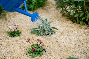 GardenStraw Premium Mulch in garden with flrowers nearby being watered.