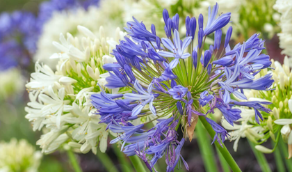 agapanthus lily of the nile white and purple flowers