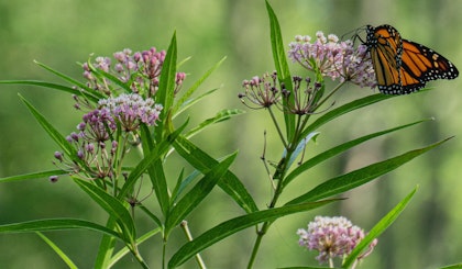 Narrowleaf milkweed asclepias fascicularis california native with butterfly