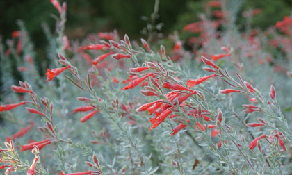 epilobium zauschneria canum water wise perennial