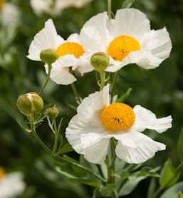 Romneya matilija poppies california native